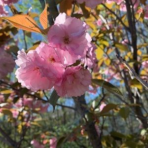 Meet your Posher, Mia